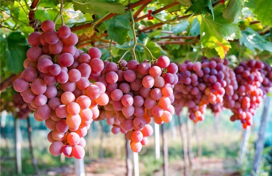 exagoges stafylion kavala international fruit katsagkiotis 10