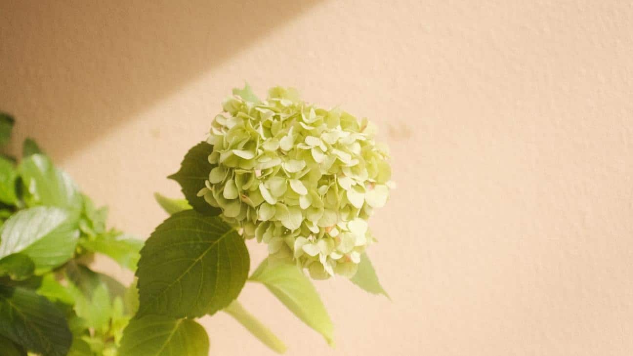 ortansia glastra