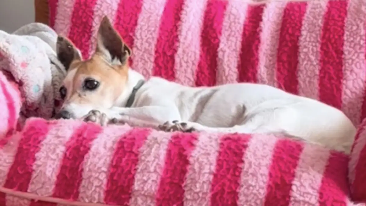 milou342 1200x675 1